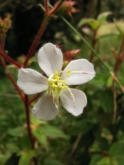 Chaetogastra ciliaris