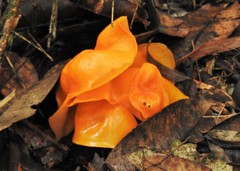 Hymenogloea papyracea