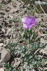 Lathyrus brachycalyx