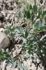 Lathyrus brachycalyx