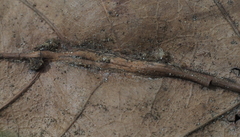 Callirhytis piperoides