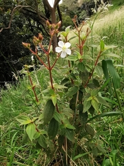Chaetogastra ciliaris