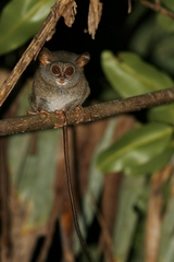 Sangihe Tarsier photo 3