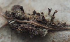 Callirhytis piperoides