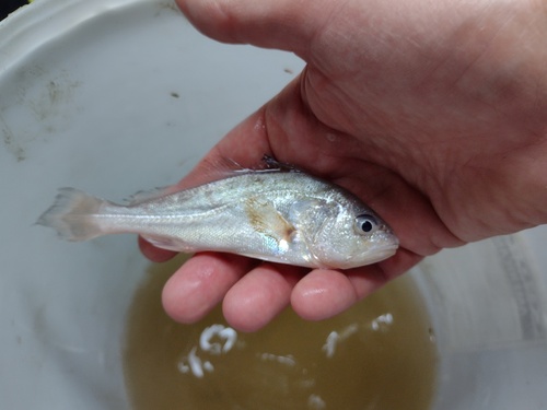 Ternetz's croaker (Plagioscion ternetzi) — Sciaenidae — 4