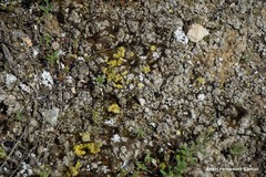 Gyalolechia desertorum