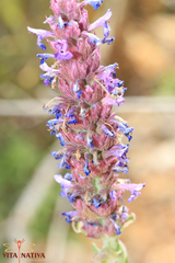 Nepeta tuberosa