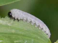 Phymatocera aterrima