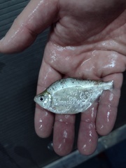 Psalidodon erythropterus