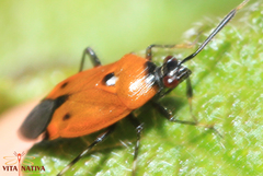 Deraeocoris punctum