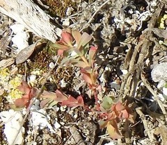 Euphorbia falcata