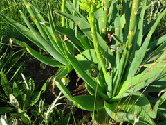 Aloe ecklonis