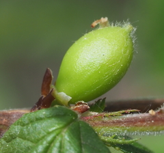 Prunus tomentosa