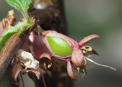 Prunus tomentosa