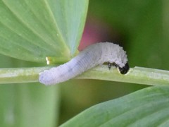 Phymatocera aterrima