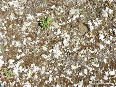 Helianthemum squamatum