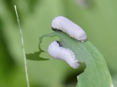 Phymatocera aterrima