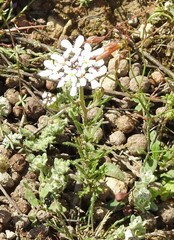 Iberis pectinata