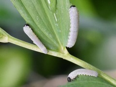 Phymatocera aterrima