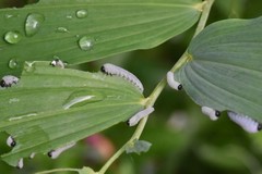Phymatocera aterrima