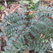 Adiantum fulvum - Photo (c) Katy Johns, some rights reserved (CC BY-NC), uploaded by Katy Johns