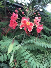 Caesalpinia pulcherrima