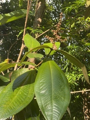Miconia impetiolaris
