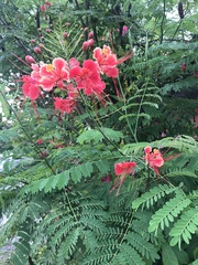 Caesalpinia pulcherrima