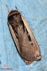 Ochropleura leucogaster
