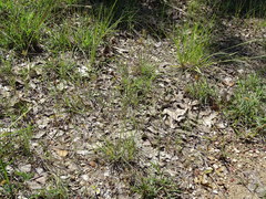 Nassella leucotricha