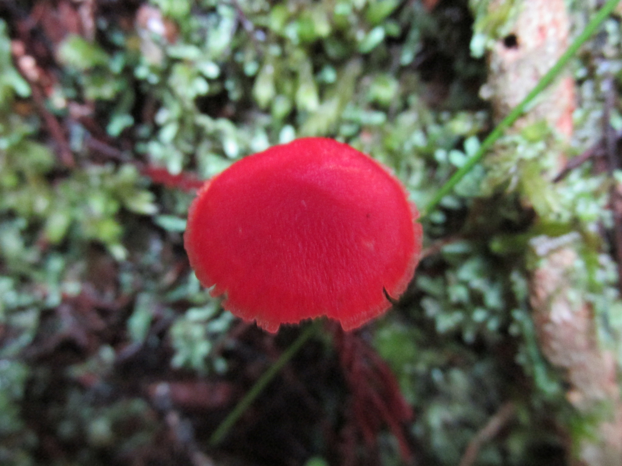 Hygrocybe firma image