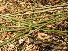 Koeberlinia spinosa