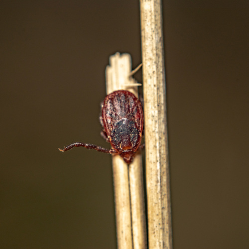 Brown Dog Tick