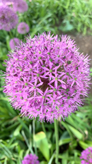 Allium