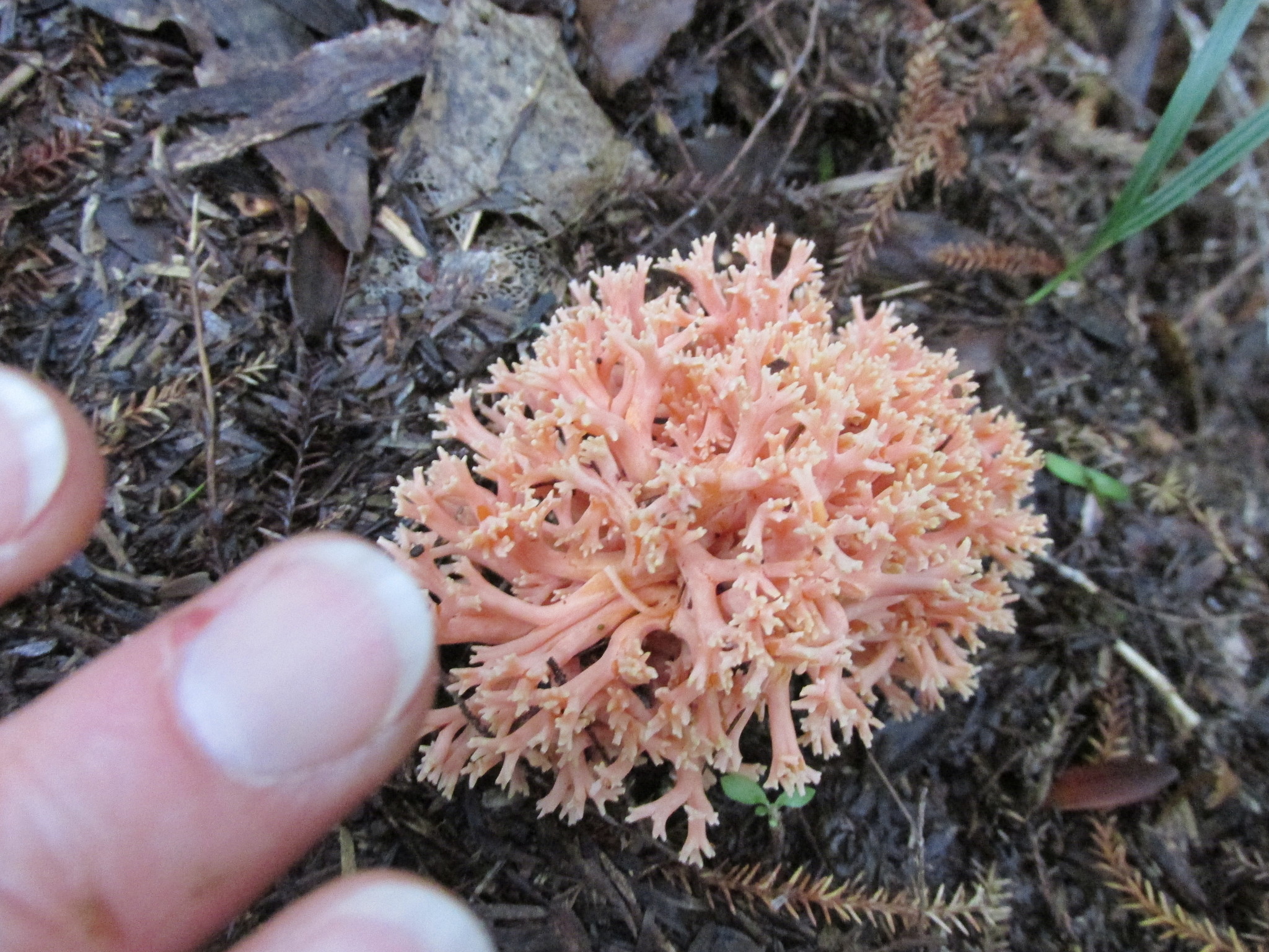 Ramaria samuelsii image