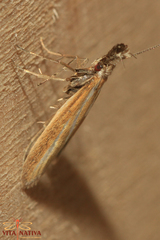 Pleurota