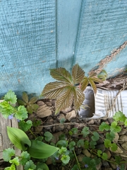 Parthenocissus quinquefolia