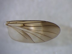 Allocotocera crassipalpis