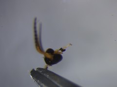 Allocotocera crassipalpis