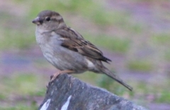 Passer domesticus
