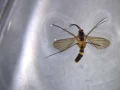Allocotocera cephasi