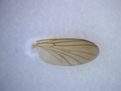 Allocotocera cephasi