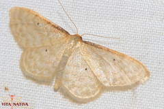 Idaea lutulentaria
