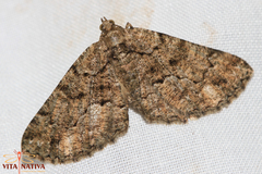 Peribatodes ilicaria