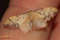 Idaea ostrinaria