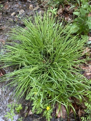Carex prasina