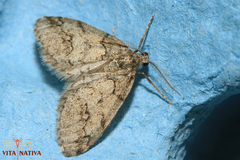 Tephronia lhommaria