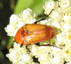 Leucocelis rubra