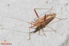Phytocoris miridioides