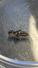 Ellipes minuta